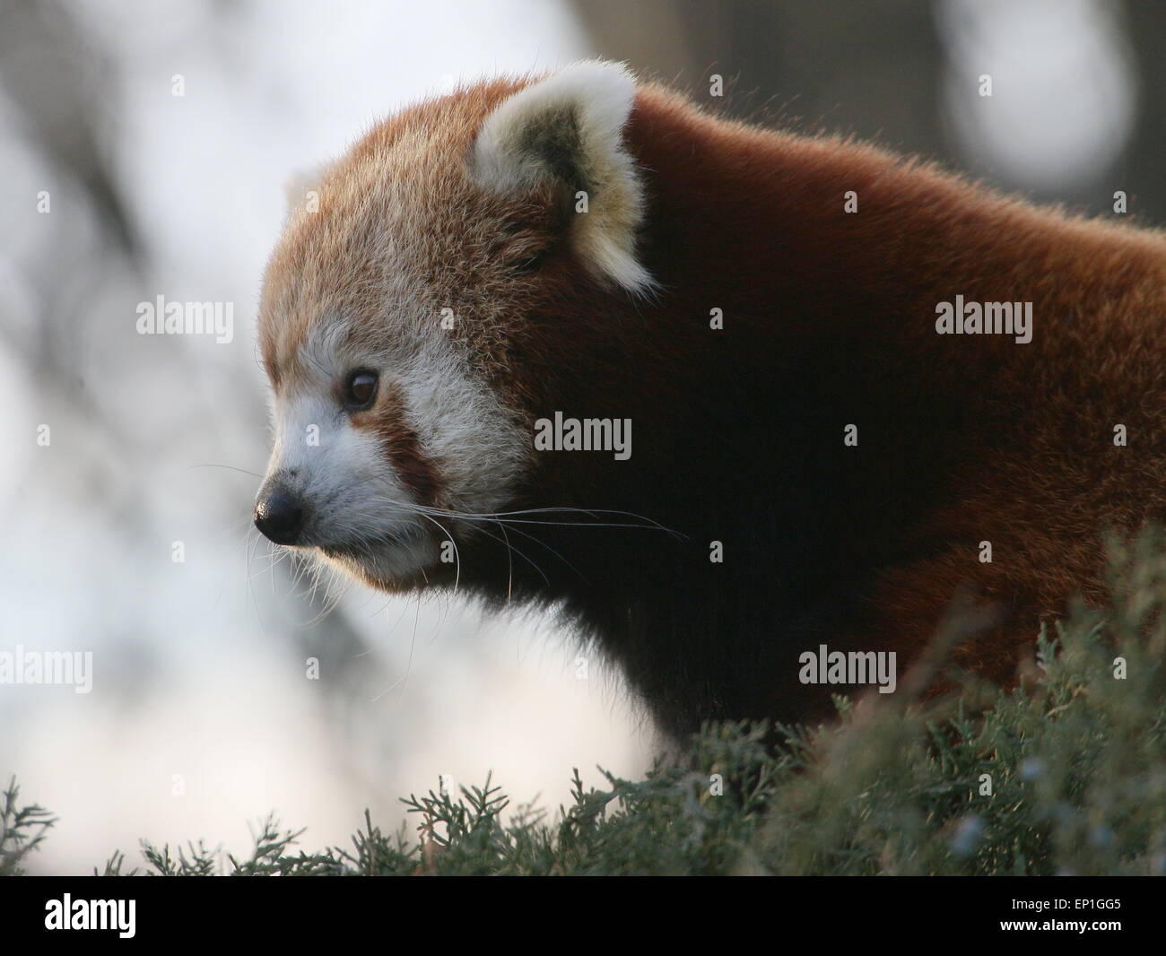 Asian Red Panda (Ailurus fulgens) in a tree, seen in profile Stock Photo