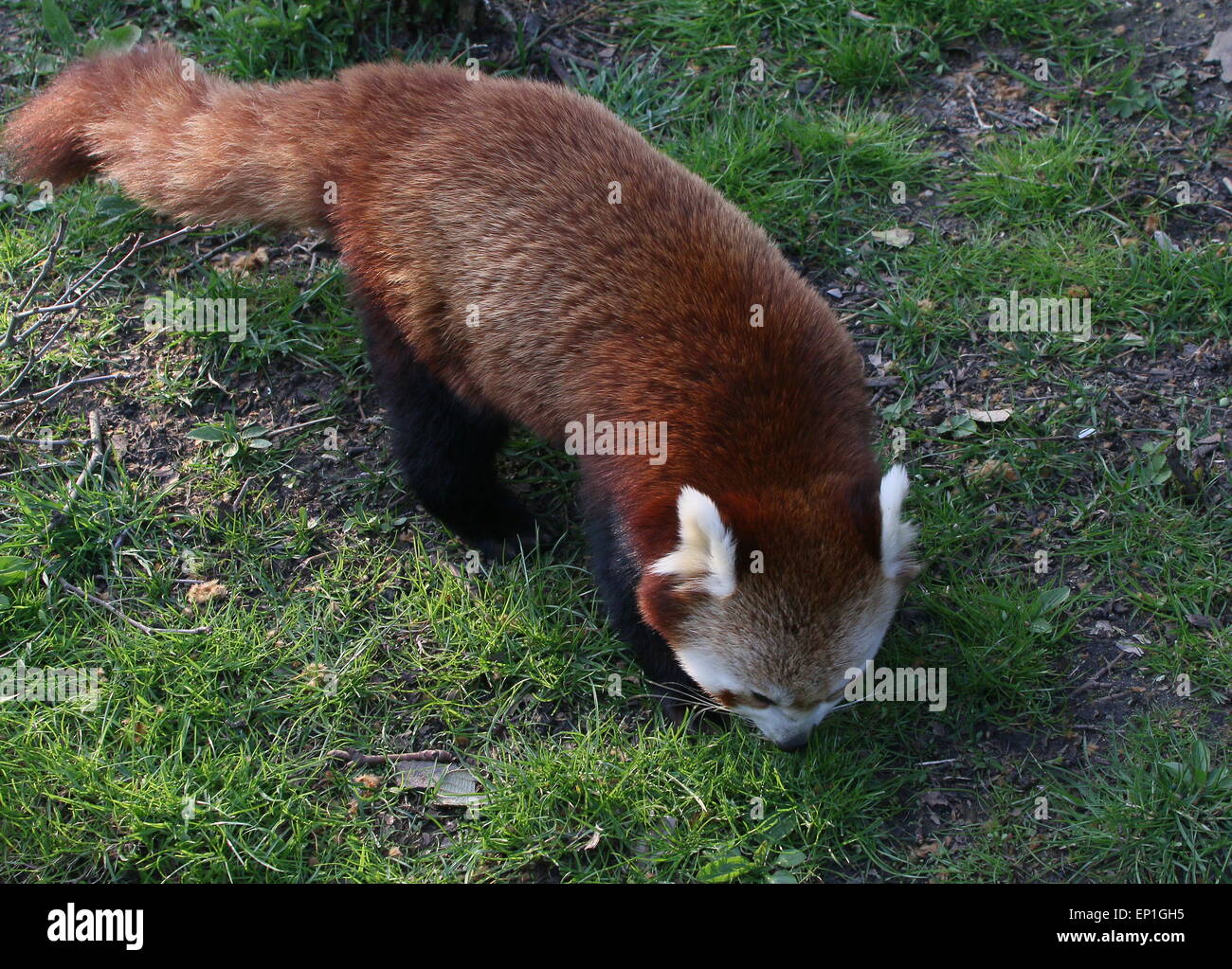 Asian Red Panda (Ailurus fulgens) exploring on the ground, sniffing out a trail Stock Photo