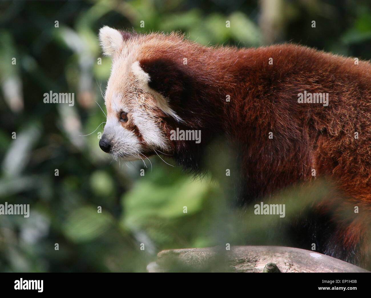 Asian Red Panda (Ailurus fulgens) at Ouwehands Dierenpark Zoo, Rhenen, The Netherlands Stock Photo