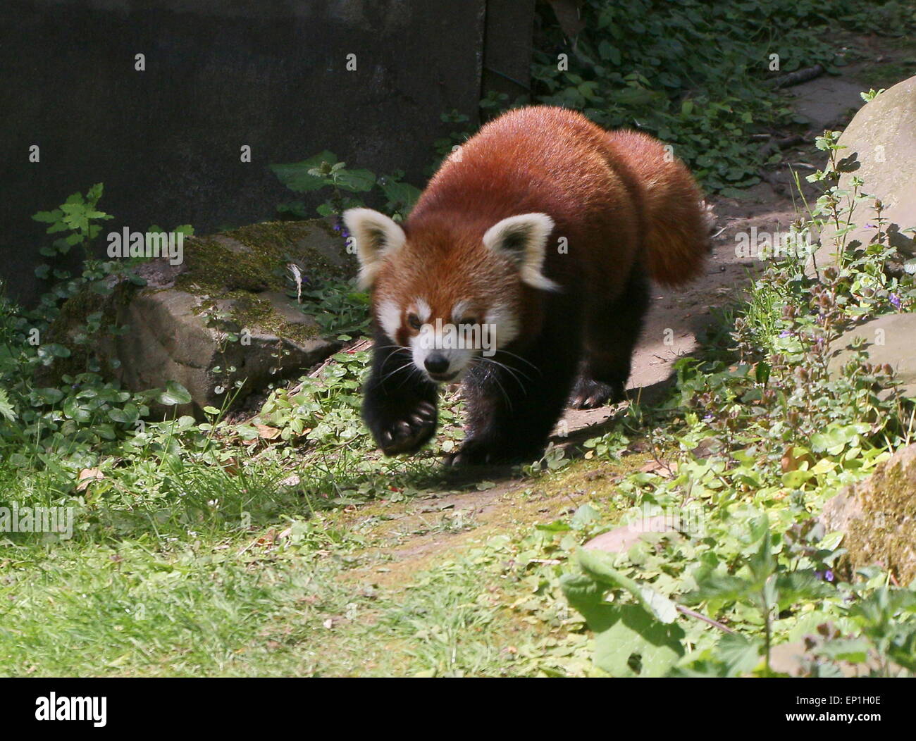 Feisty Asian Red Panda (Ailurus fulgens) walking on the ground Stock Photo