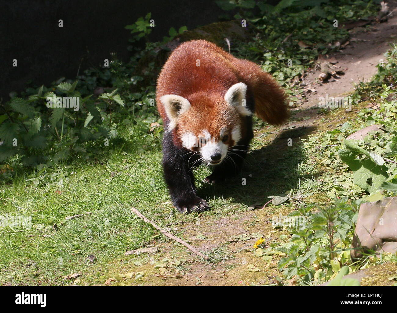 Asian Red Panda (Ailurus fulgens) walking on the ground Stock Photo