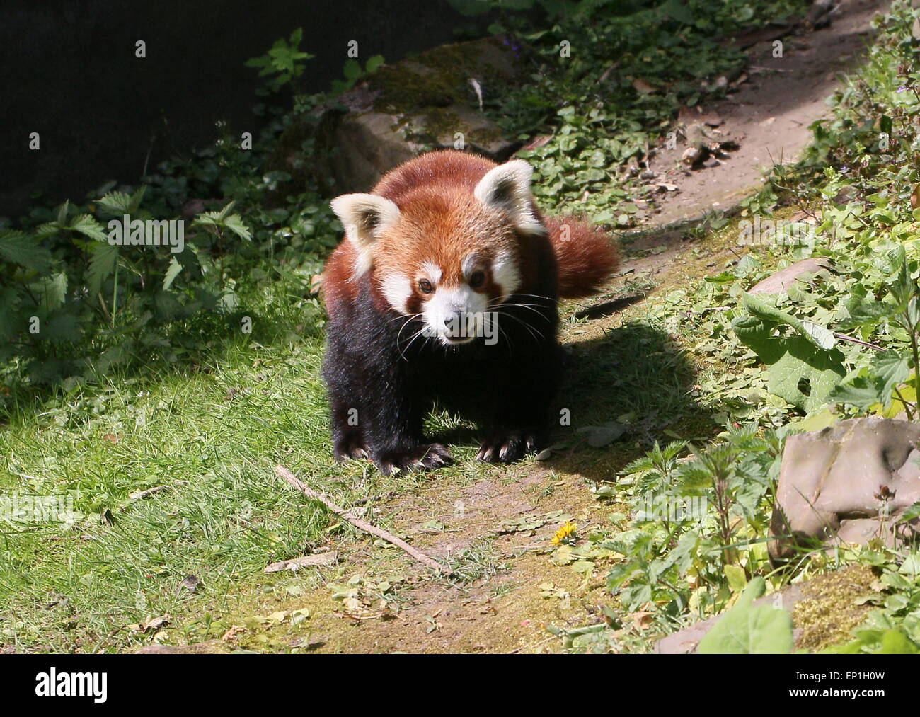 Intrepid Asian Red Panda (Ailurus fulgens) coming down to the ground to do some exploring Stock Photo