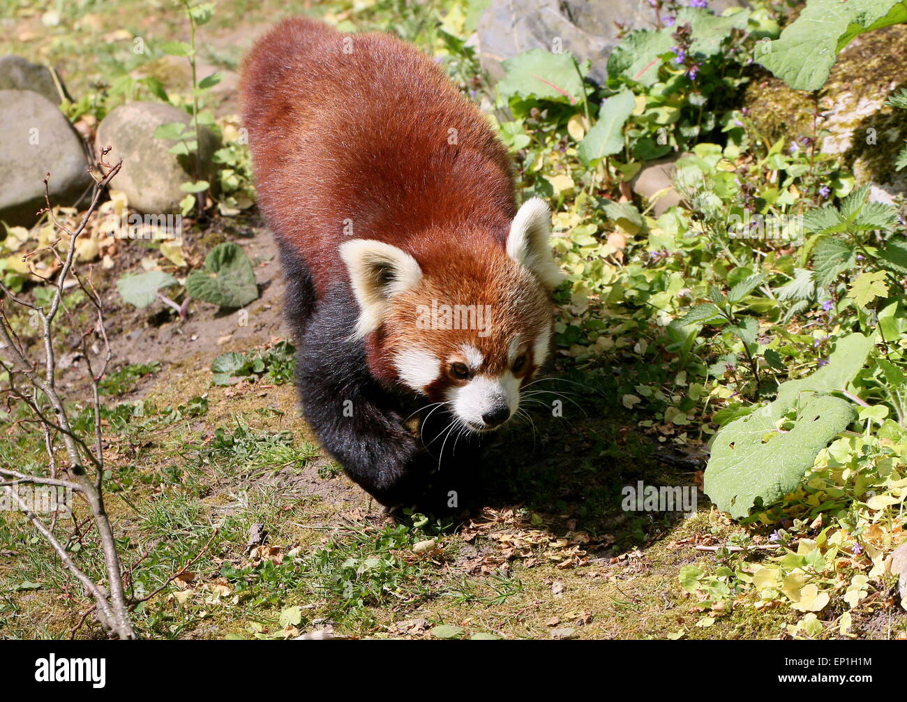 Asian Red Panda (Ailurus fulgens) on the prowl, walking on the ground Stock Photo