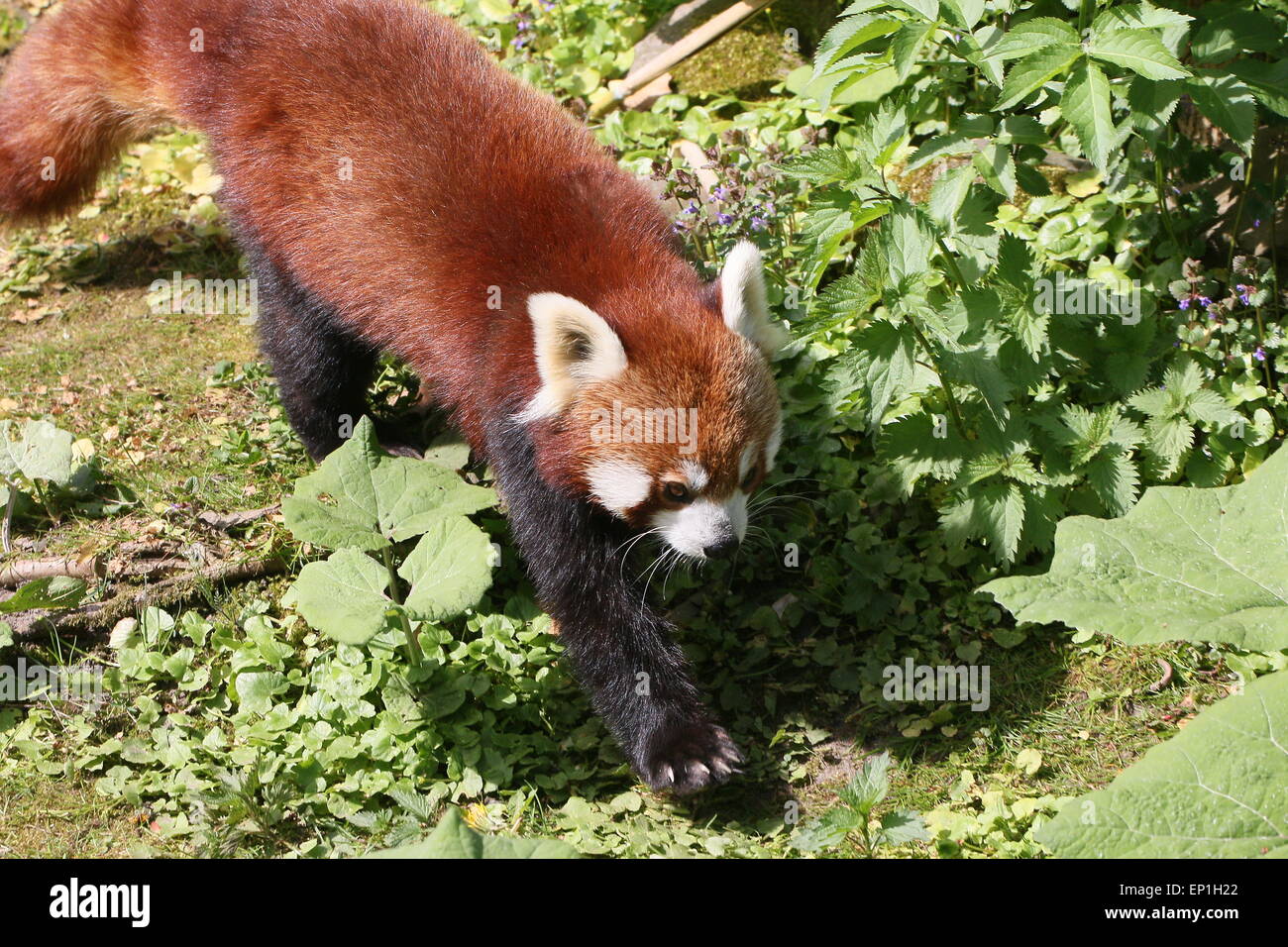 Asian Red Panda (Ailurus fulgens) walking by at close range Stock Photo