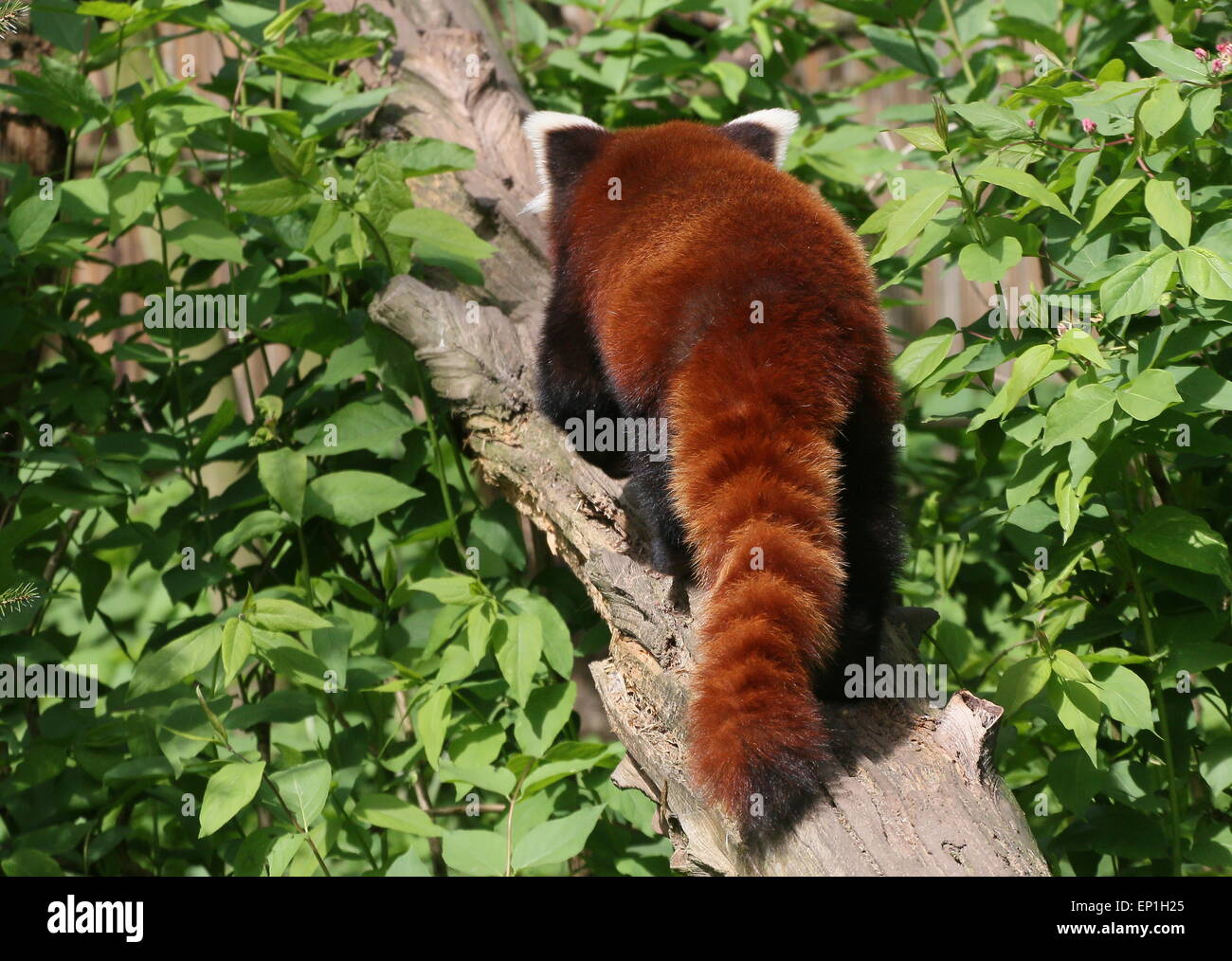 Asian Red Panda (Ailurus fulgens) seen from the back, walking up tree Stock Photo