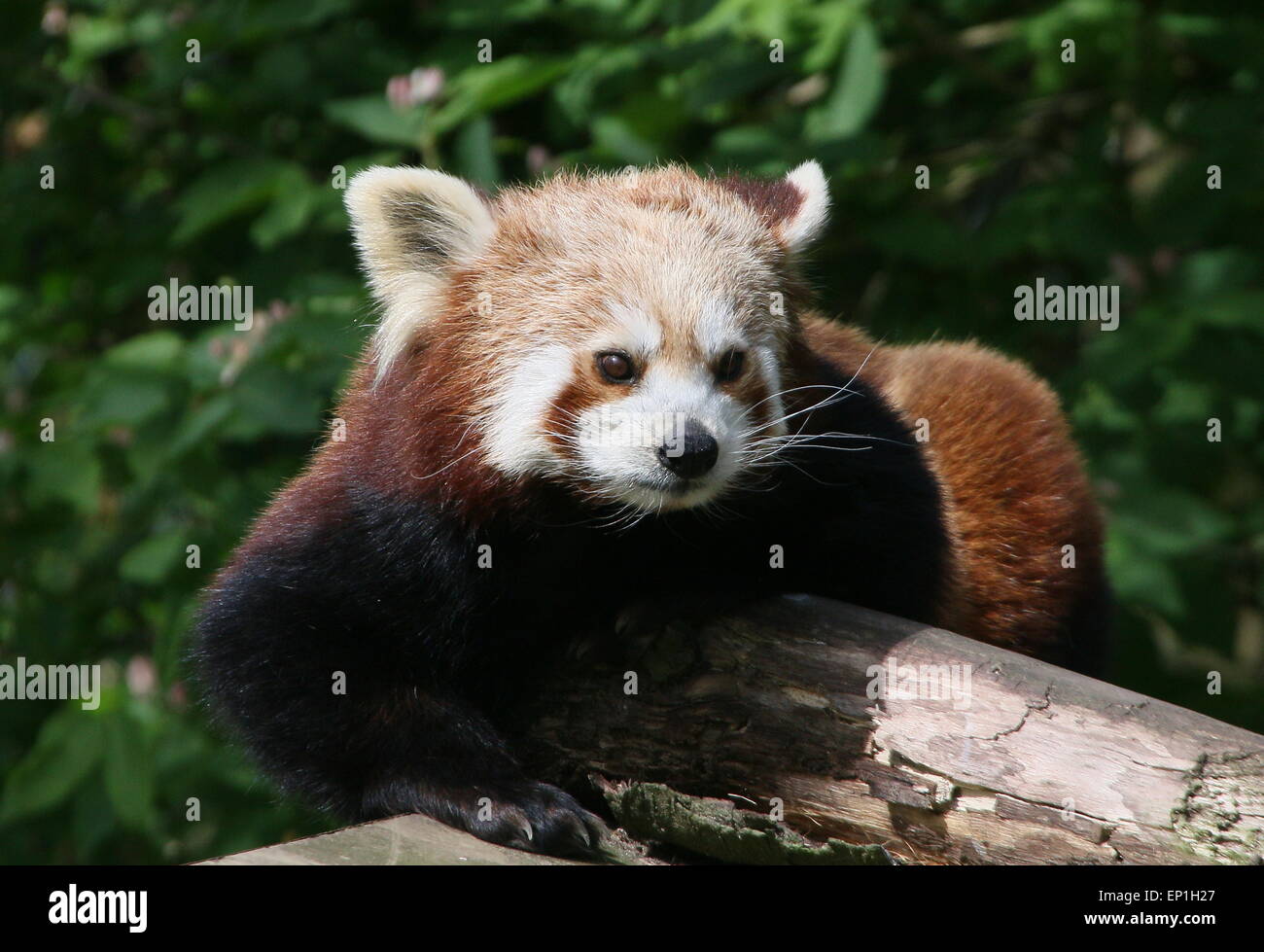 Asian Red Panda (Ailurus fulgens) at Ouwehands Zoo, Rhenen, The Netherlands Stock Photo