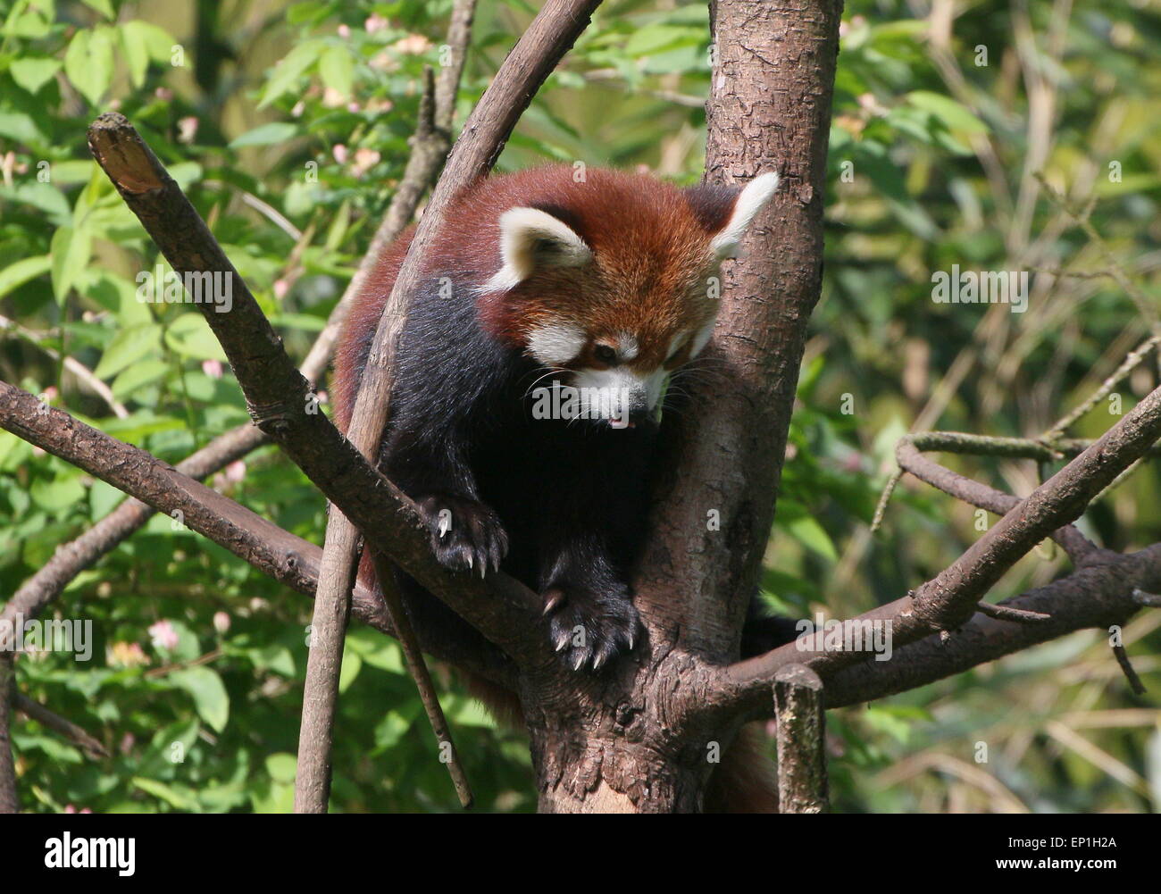 Asian Red Panda (Ailurus fulgens) in a tree Stock Photo