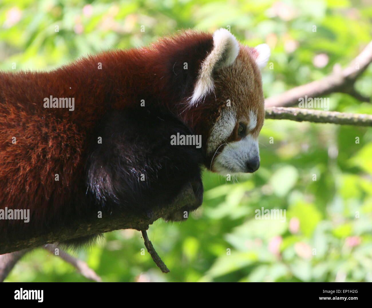 Asian Red Panda (Ailurus fulgens) up in a tree, checking things out Stock Photo