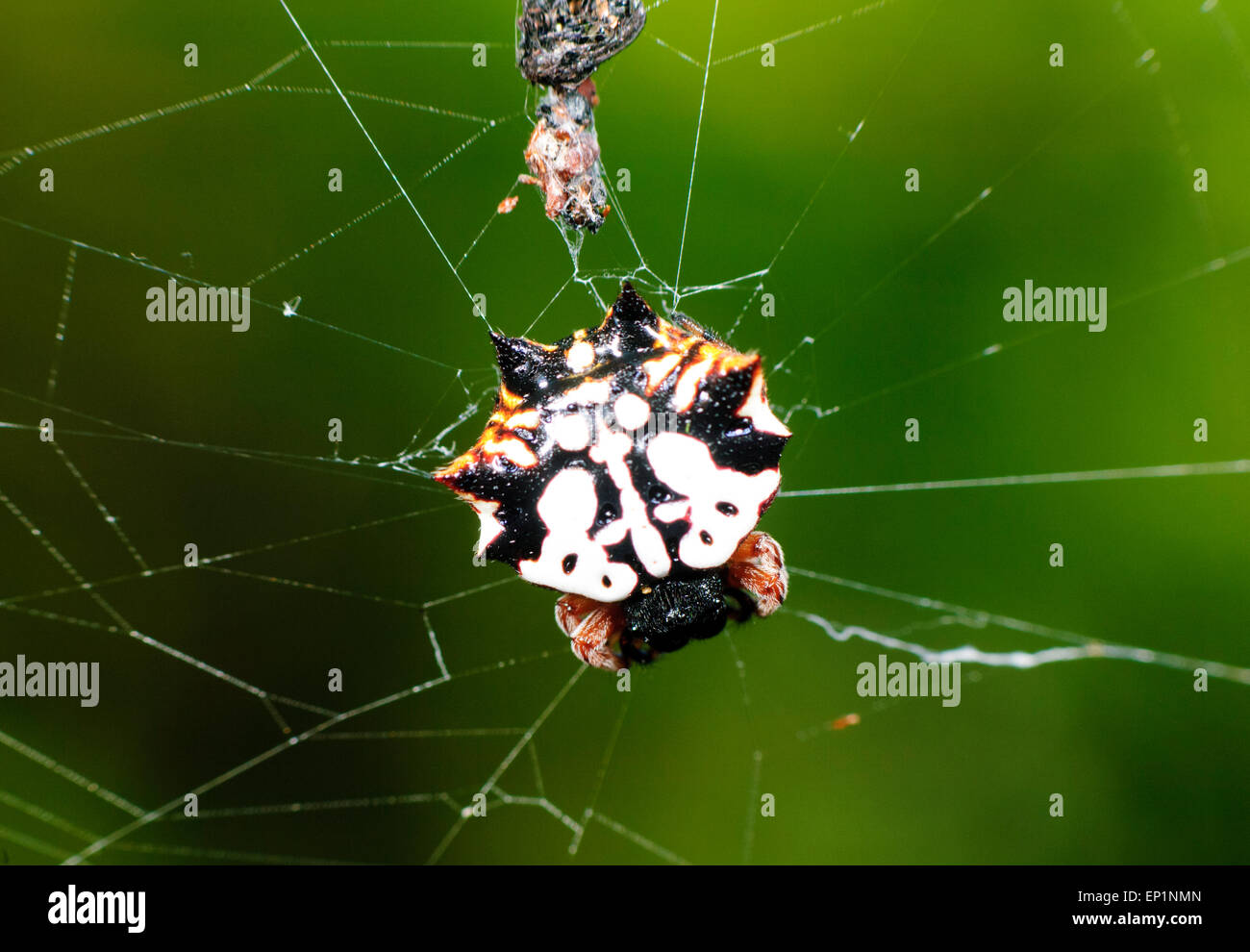 Four spined jewel spider (Gasteracantha sacerdotalis), Queensland, Australia Stock Photo