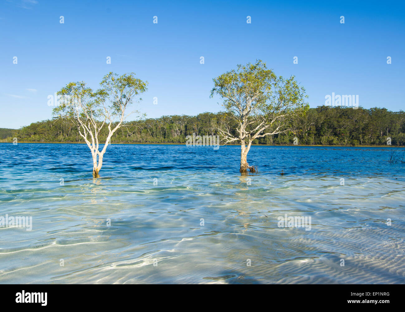 Trees growing in Lake McKenzie, Fraser Island, Queensland, QLD, Australia Stock Photo