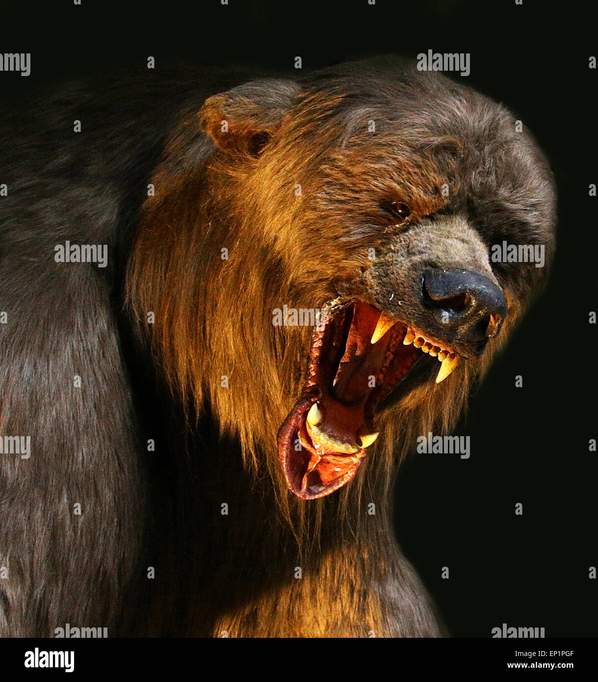 Страшный медведь нападает