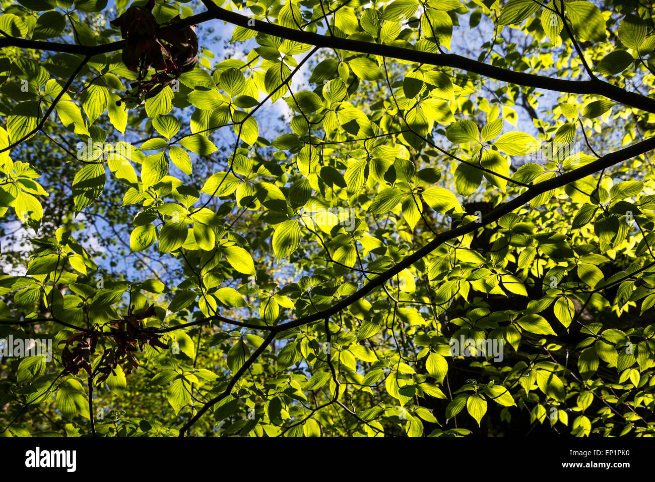 Leaves, Hemlock tree, Smith Creek, Anna Ruby Falls, Chattahoochee-Oconee National Forest, Georgia, USA Stock Photo