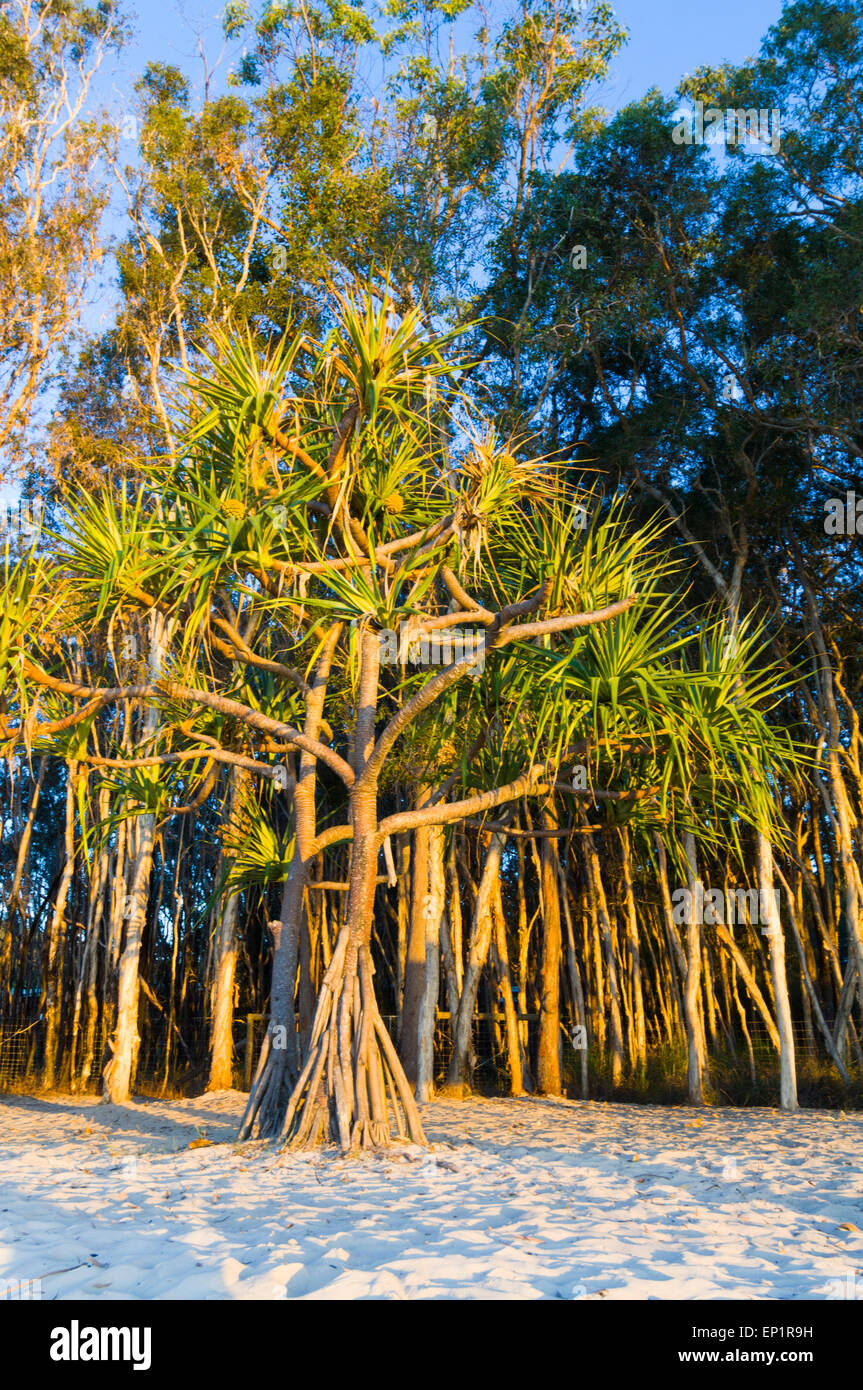 Pandanus Tree in the Evening Light, Fraser Island, Queensland, QLD, Australia Stock Photo