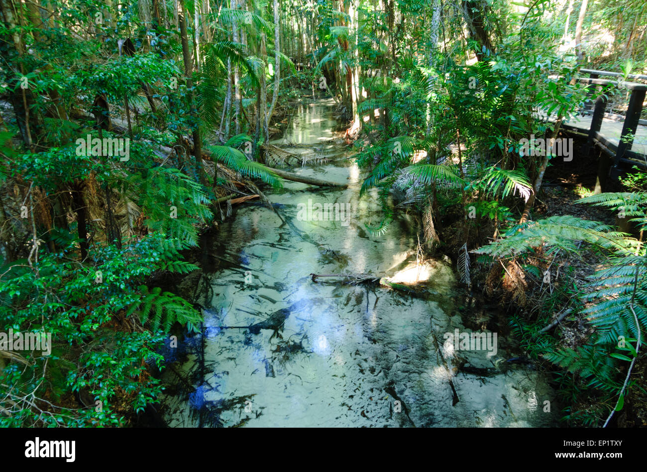 Wanggoolba Creek, Fraser Island, Queensland, QLD, Australia Stock Photo