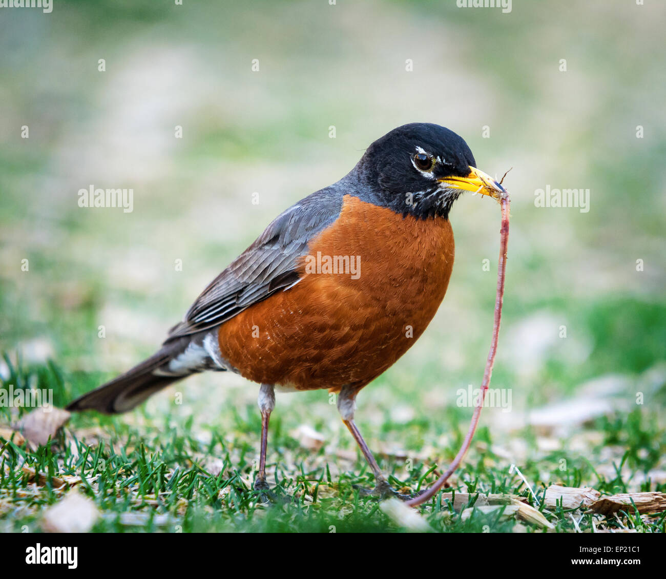Robin with a worm in it's mouth Stock Photo
