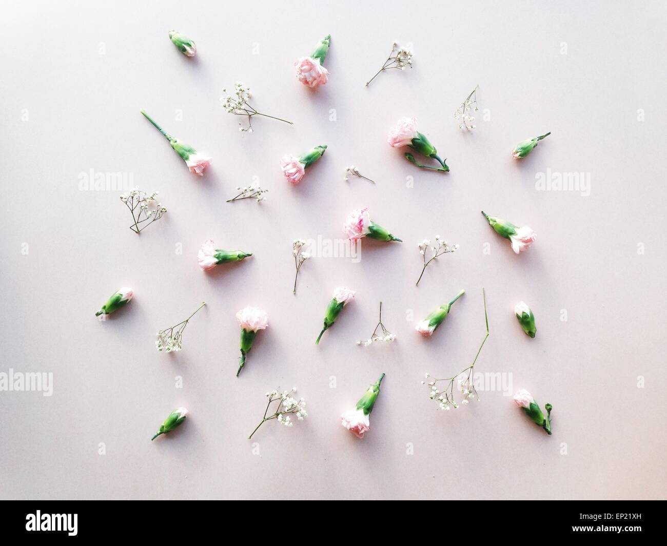 Arrangement of flower buds and flower heads Stock Photo