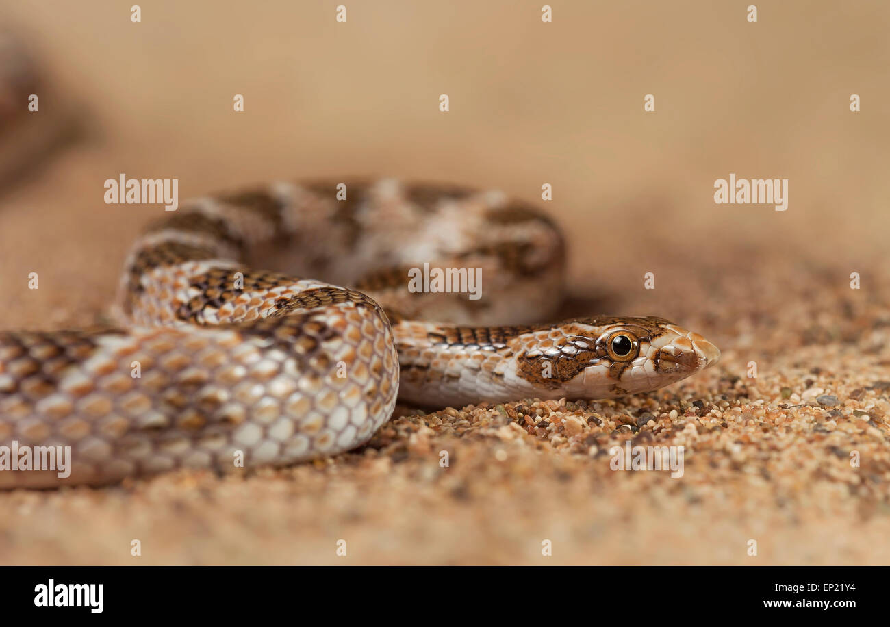 Awl-headed snake (Lytorhynchus diadema), Sharjah, UAE Stock Photo