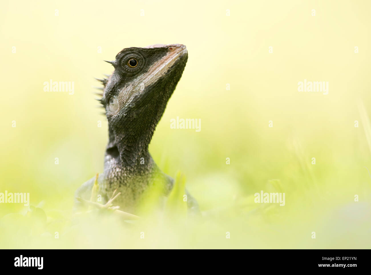 Forest lizard (Calotes emma), Thailand Stock Photo