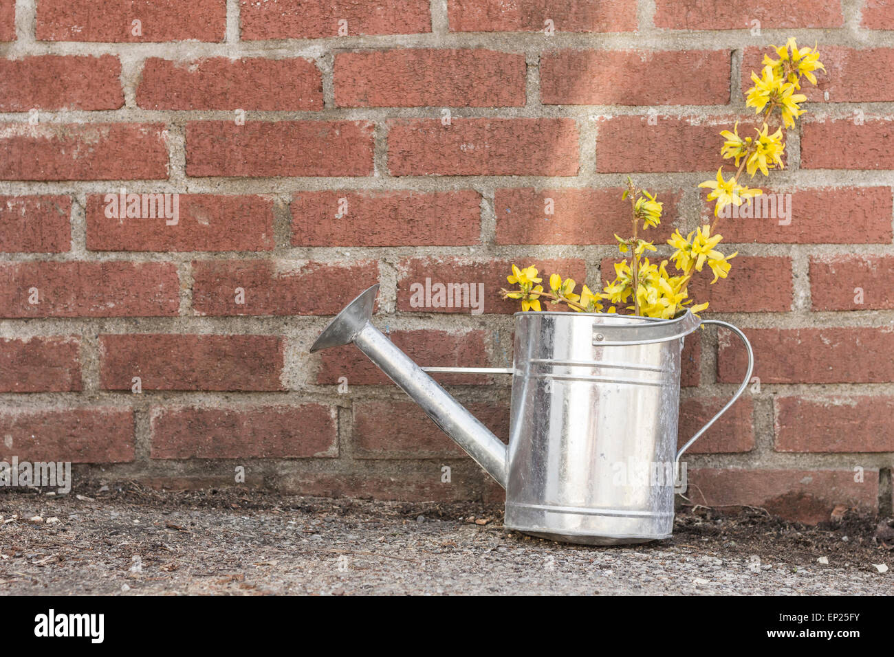 Yellow forsythia bush clippings in a tin watering can Stock Photo