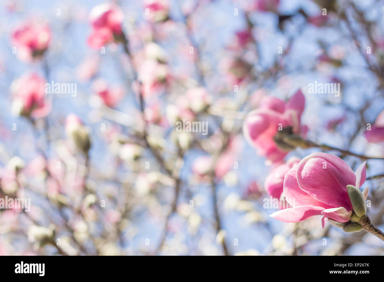 Beautiful spring bloom for magnolia tulip trees pink flowers Stock ...