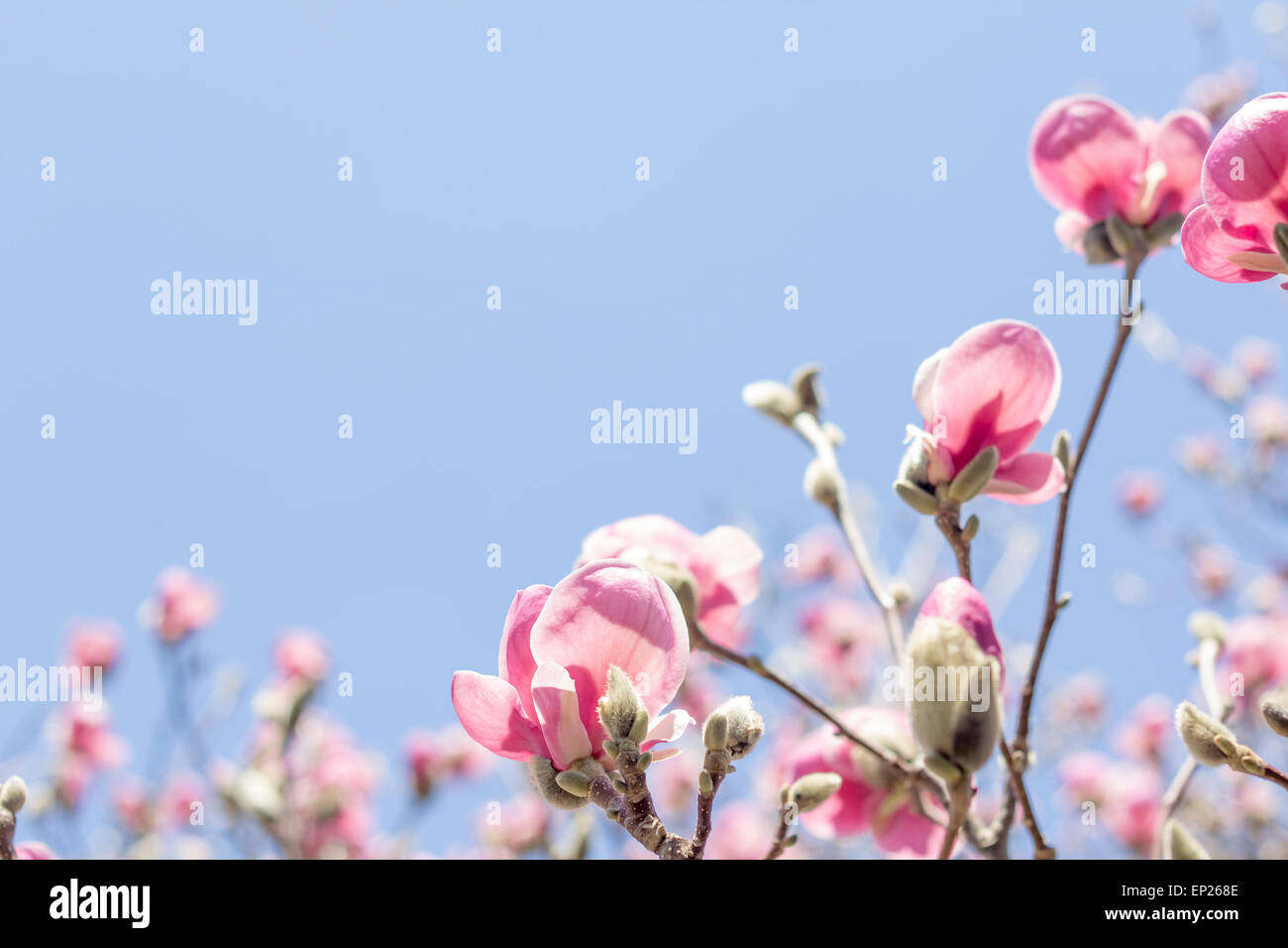 Beautiful spring bloom for magnolia tulip trees pink flowers Stock ...