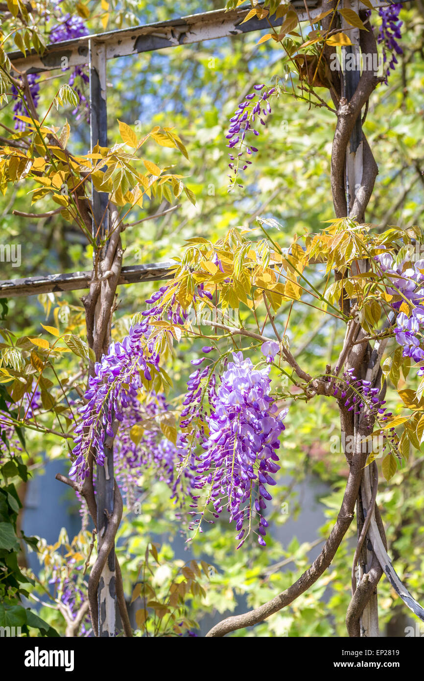 Spring season. Japanese wisteria flowers Stock Photo Alamy