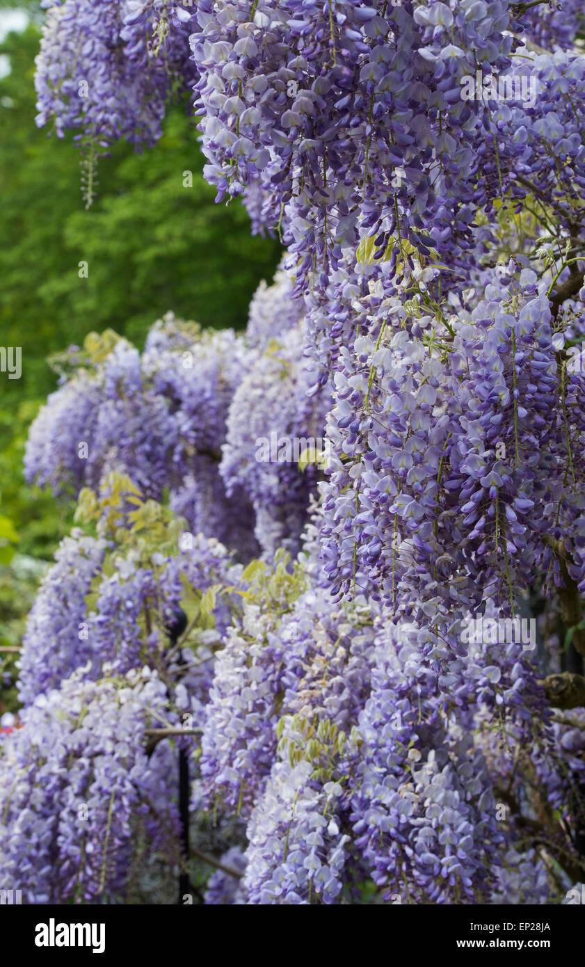 Wisteria Sinensis at RHS Wisley Gardens, Surrey, England Stock Photo