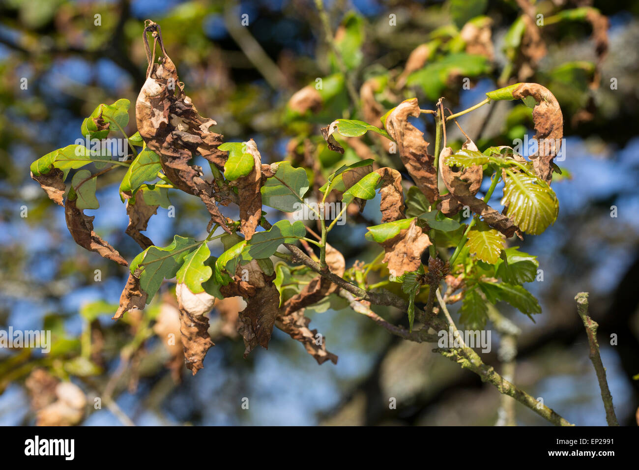 Frost damage, leaf, leaves, oak, oaks, Frostschaden, Eiche, Nachtfrost