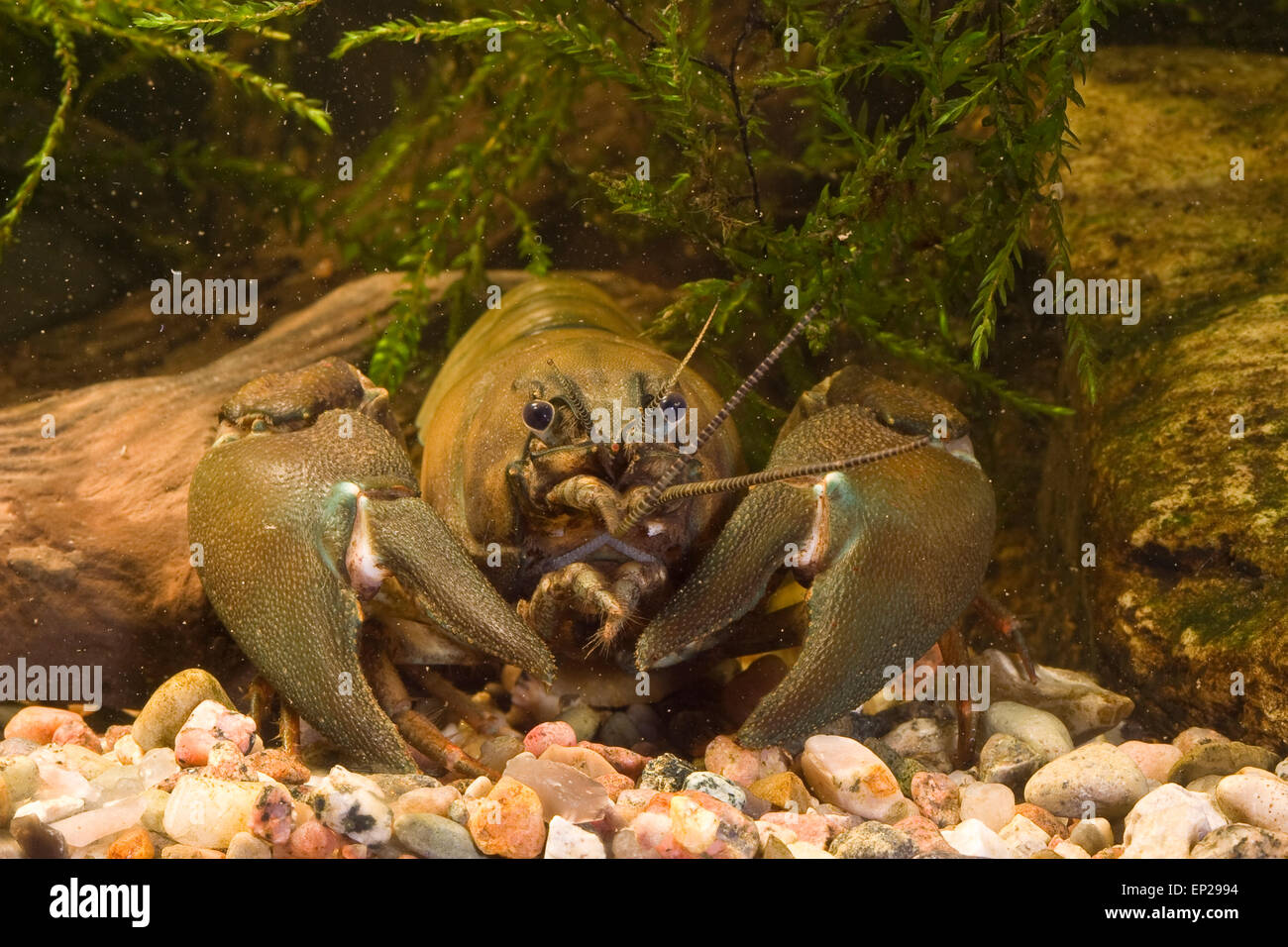 Signal crayfish, Signalkrebs, Signal-Krebs, Pacifastacus leniusculus, Flusskrebs, Flusskrebse, Flußkrebs, crayfishes, Astacidae Stock Photo