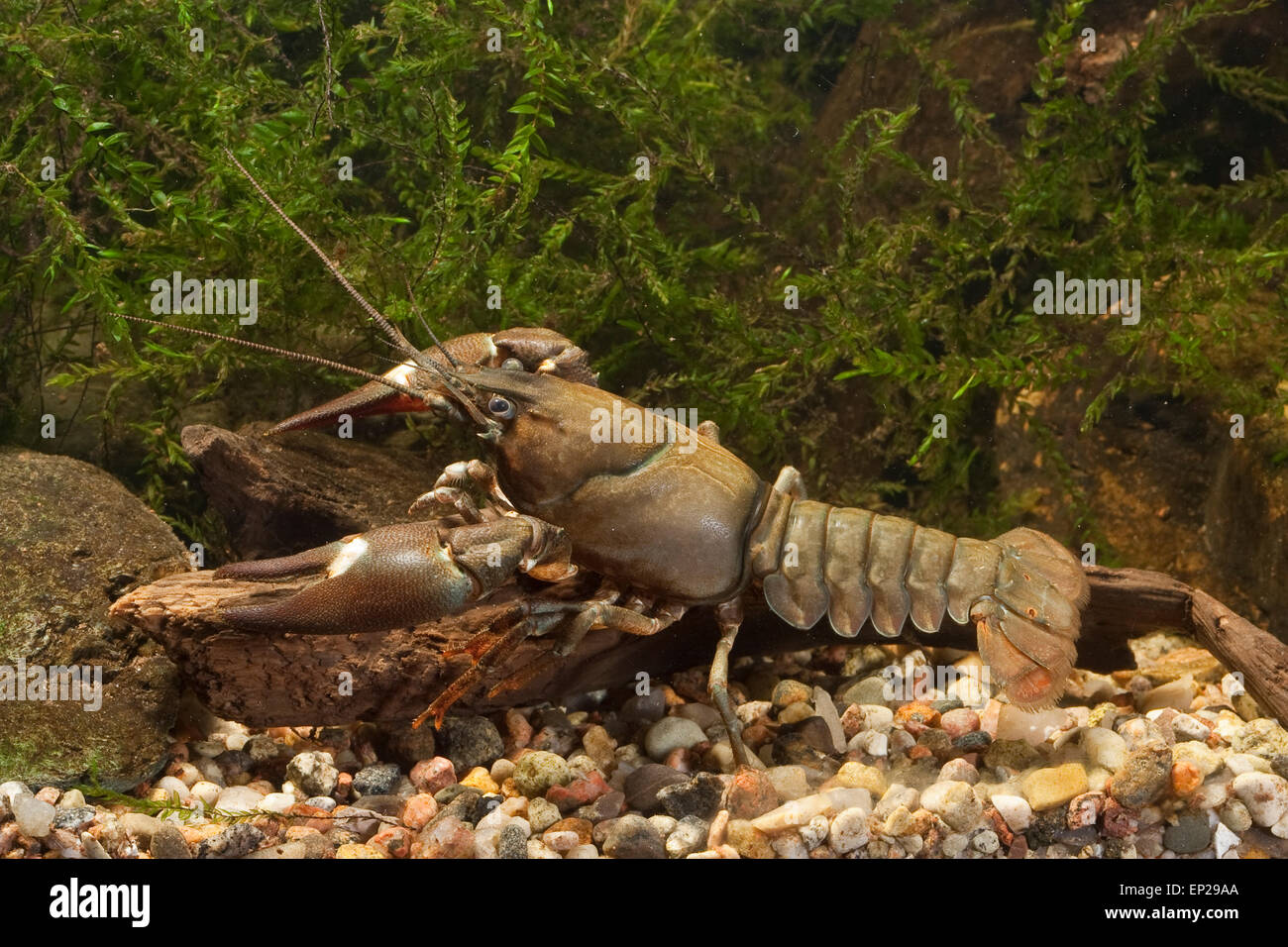 Signal crayfish, Signalkrebs, Signal-Krebs, Pacifastacus leniusculus, Flusskrebs, Flusskrebse, Flußkrebs, crayfishes, Astacidae Stock Photo
