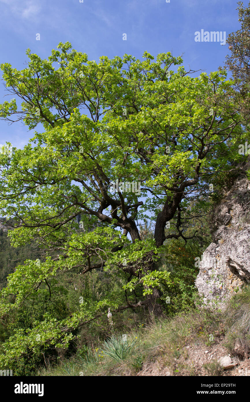 Downy Oak, Pubescent Oak, Flaumeiche, Flaum-Eiche, Eiche, Quercus pubescens, Syn. Quercus lanuginosa, Le Chêne pubescent Stock Photo