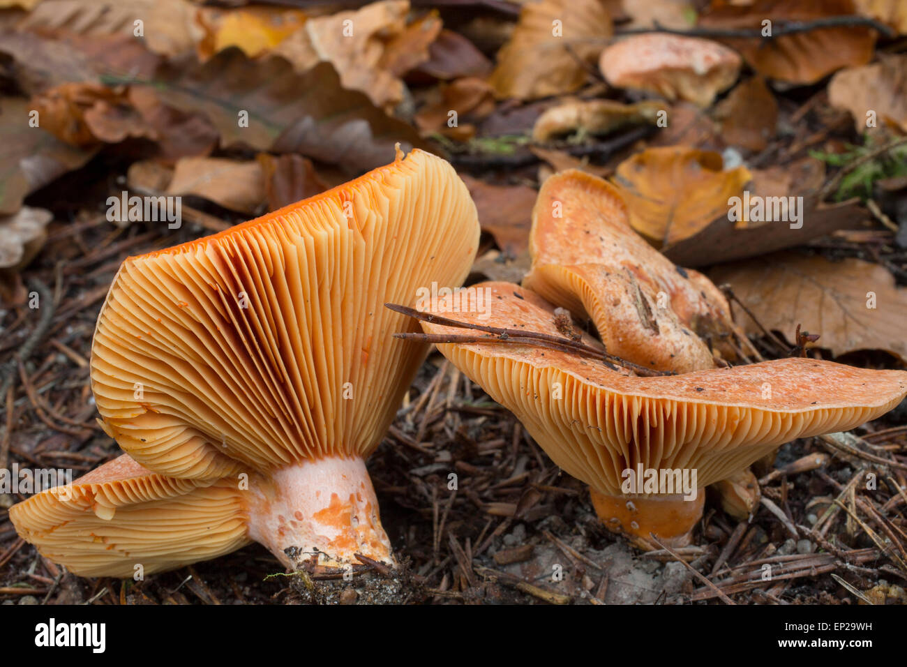 Saffron milk cap, Saffron milkcap, EdelReizker, Echter Reizker