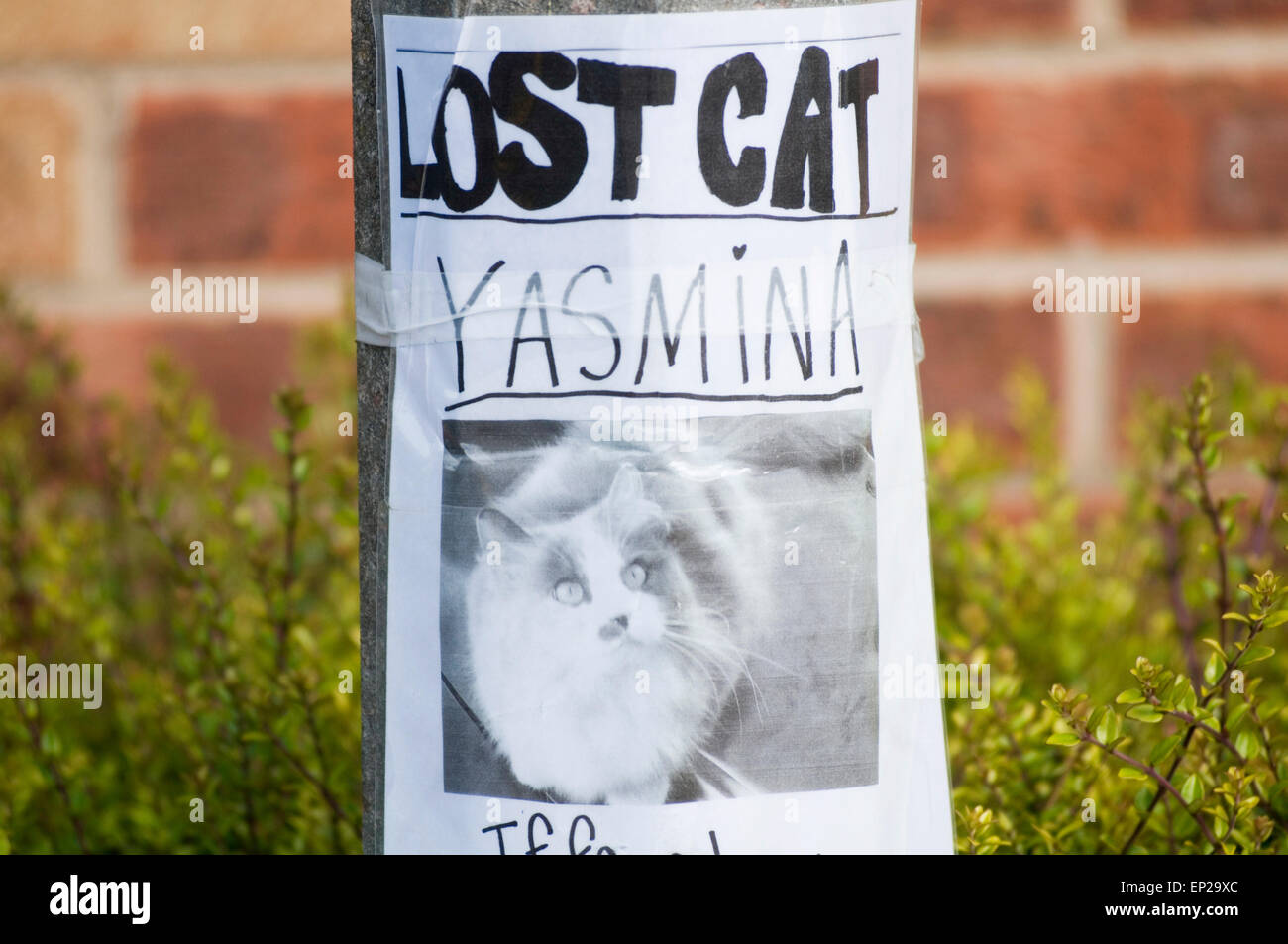lost cat cats pet pets sign notice missing disappeared Stock Photo