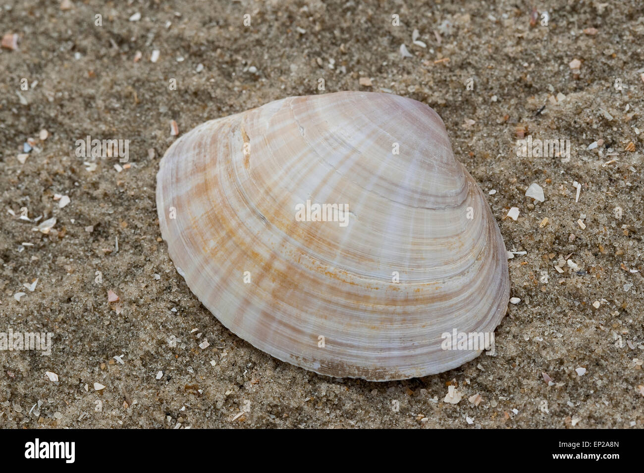 White trough clam, rayed trough shell, Strahlenkörbchen, Bunte Trogmuschel, Mactra corallina, Mactra stultorum, Mactra cinerea Stock Photo