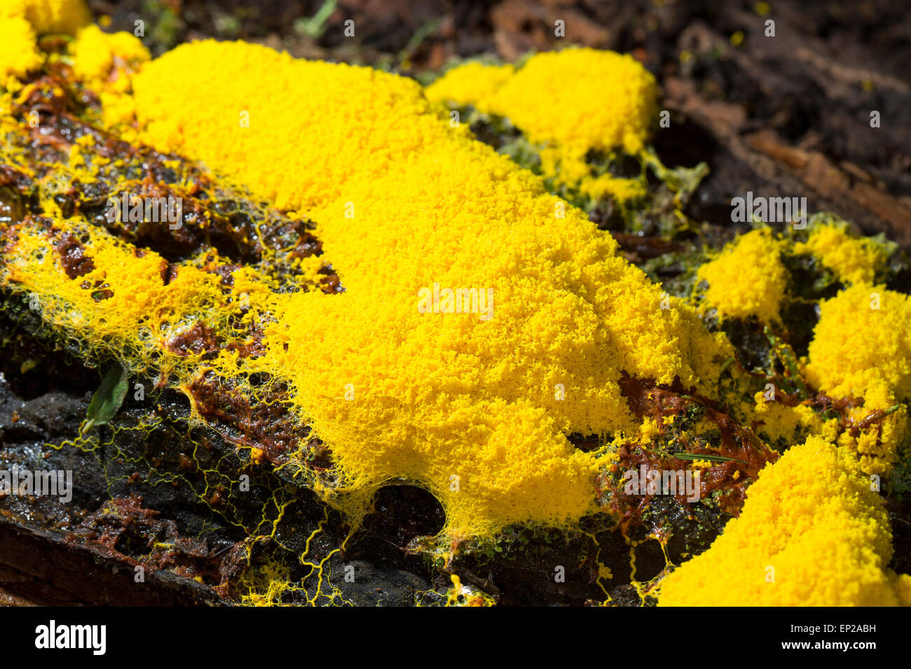 Sulphur Slime Fungus, Gelbe Lohblüte, Hexenbutter, Schleimpilz, auf Totholz, Fuligo septica, Myxomycetes Stock Photo