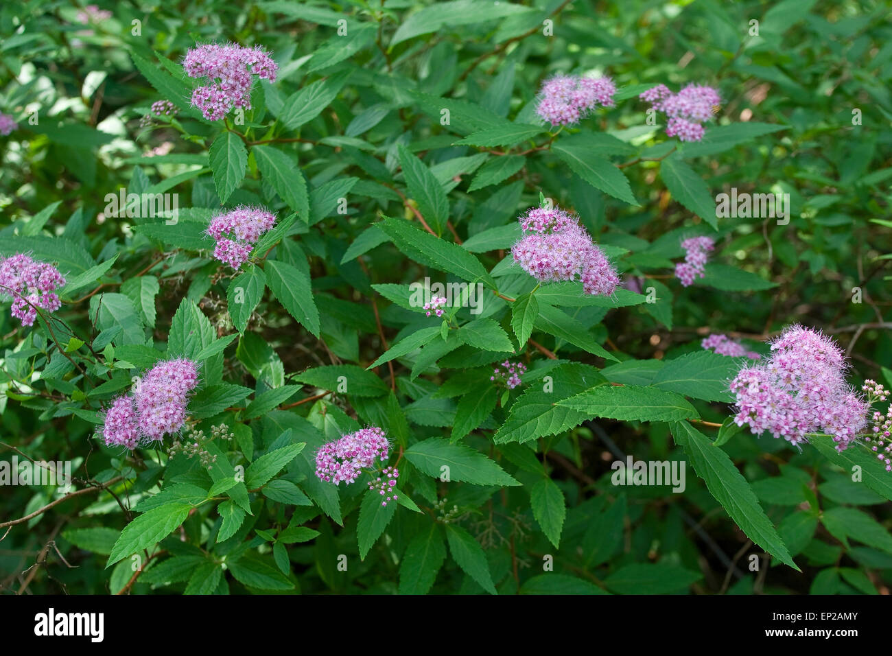White Spiraea, Bridewort, Birkenblättriger Spierstrauch, Spiraea betulifolia Stock Photo