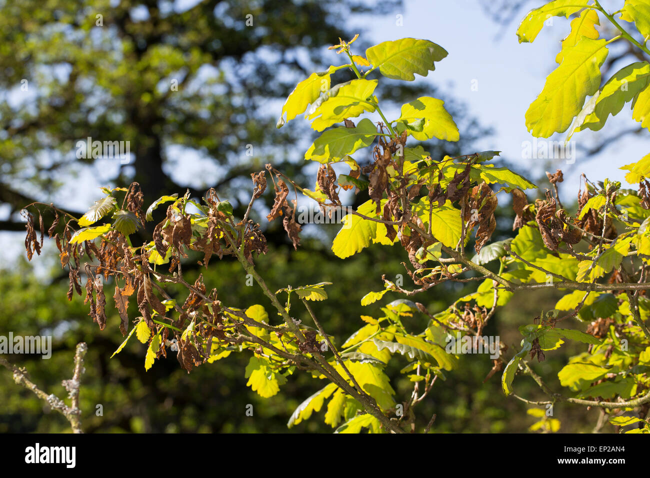 Frost damage, leaf, leaves, oak, oaks, Frostschaden, Eiche, Nachtfrost
