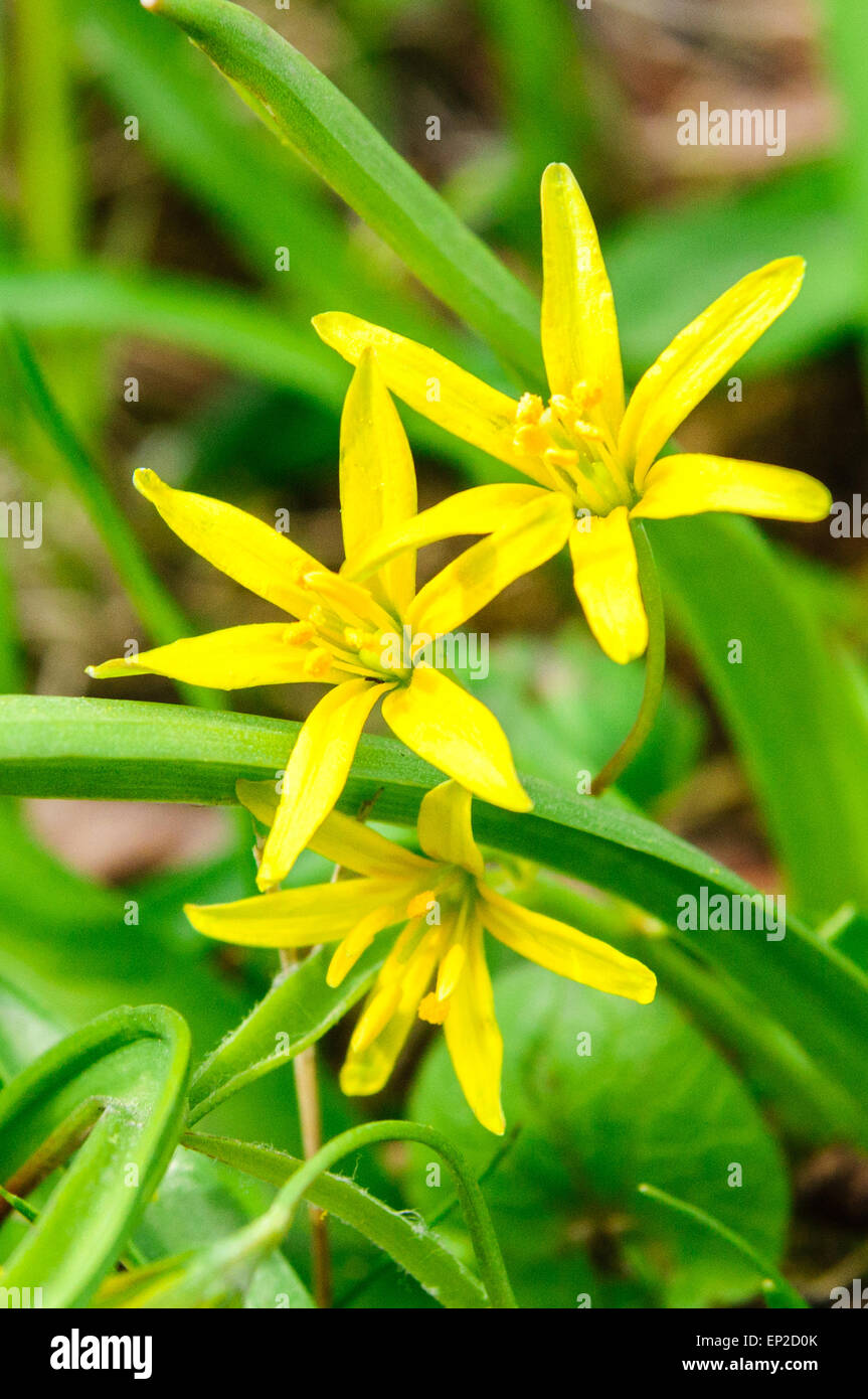 Triple of Yellow Star-of-Bethlehem (Gagea lutea) flowers Stock Photo