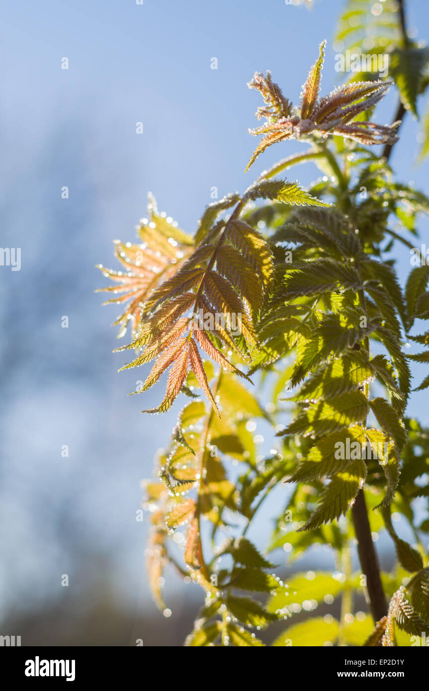 Natural rowan tree leaves on sunrise Stock Photo Alamy
