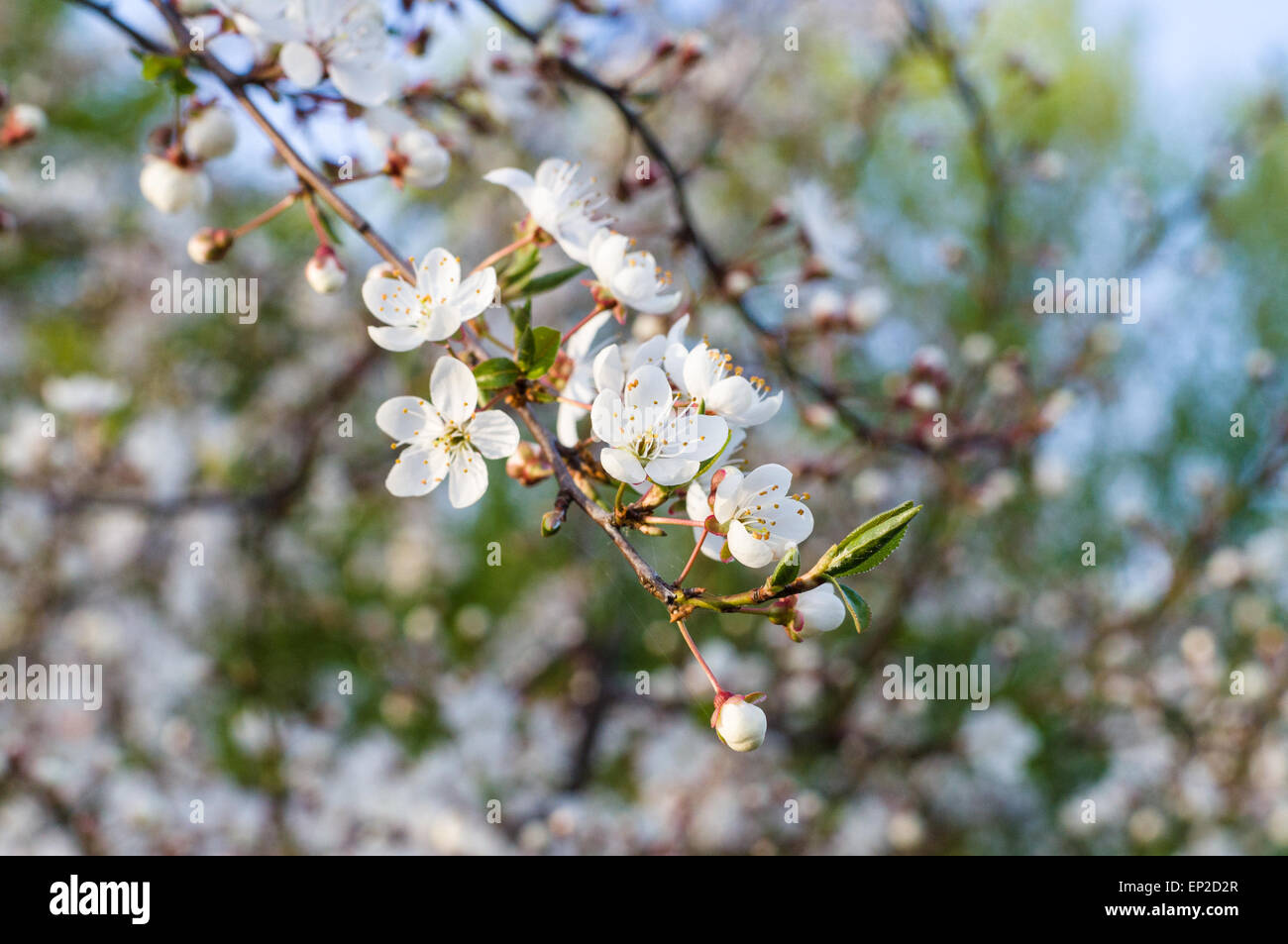 Spring cherry blossom in sunset hi-res stock photography and images - Alamy