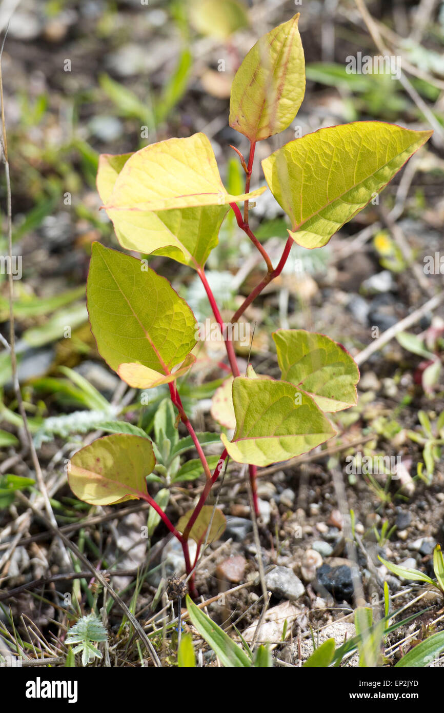 Japenese knotweed plant. Stock Photo