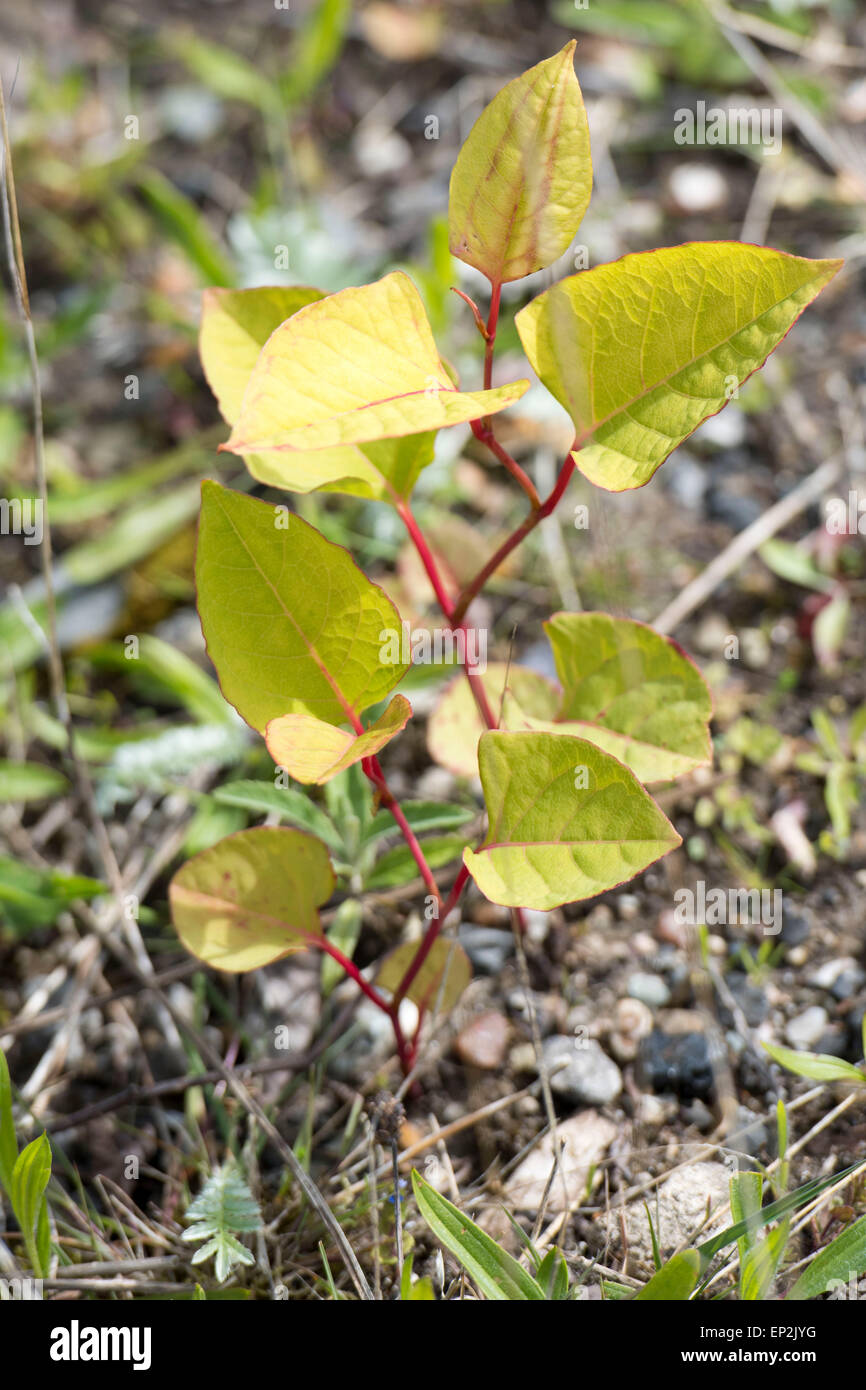 Fallopia japonica, commonly known as Japanese knotweed, is a large, herbaceous perennial plant of the family Polygonaceae. Stock Photo