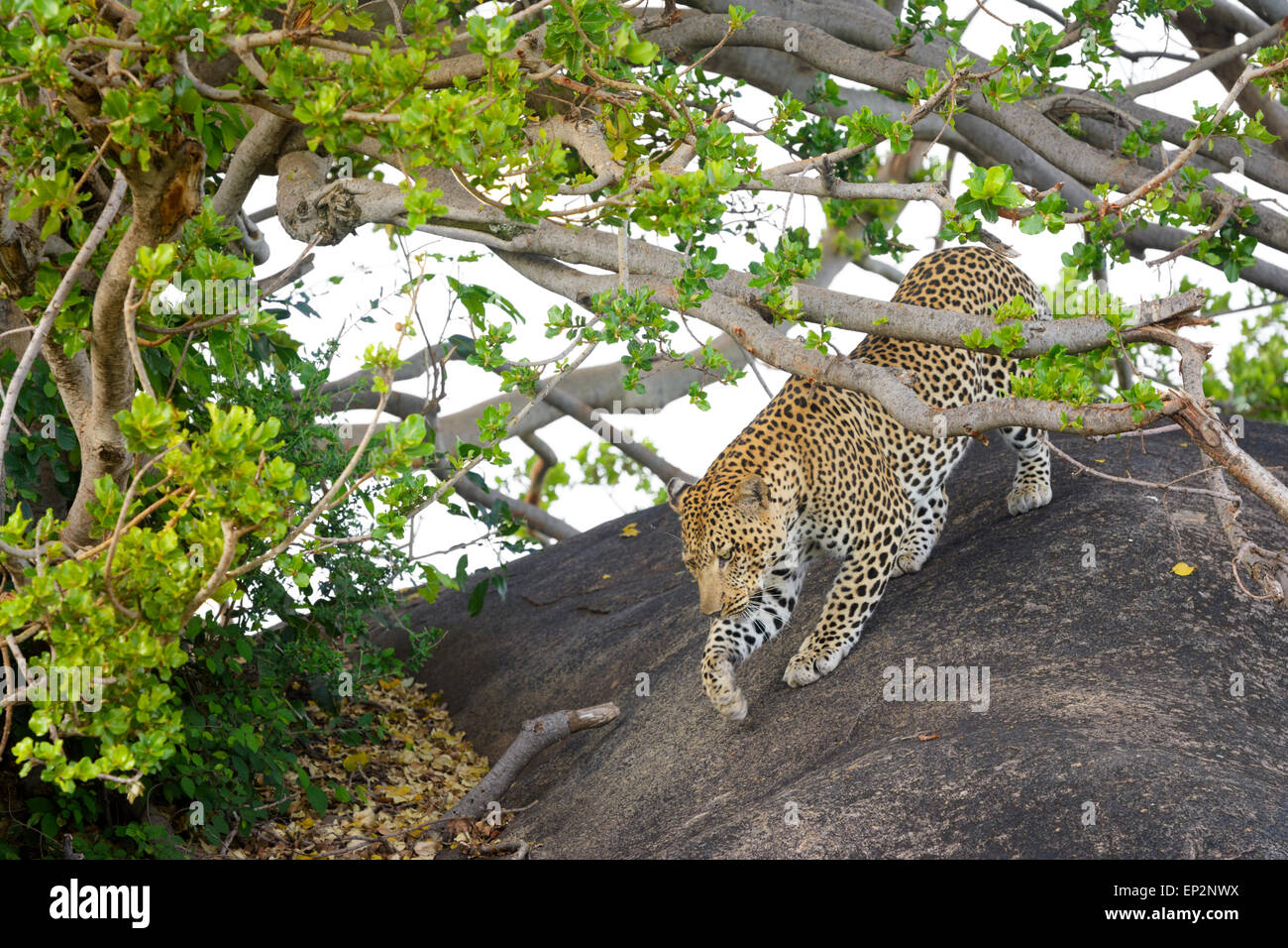 Leopard (Panthera pardus) walking over rock under acacia tree, hiding out of sight, Serengeti national park, Tanzania. Stock Photo