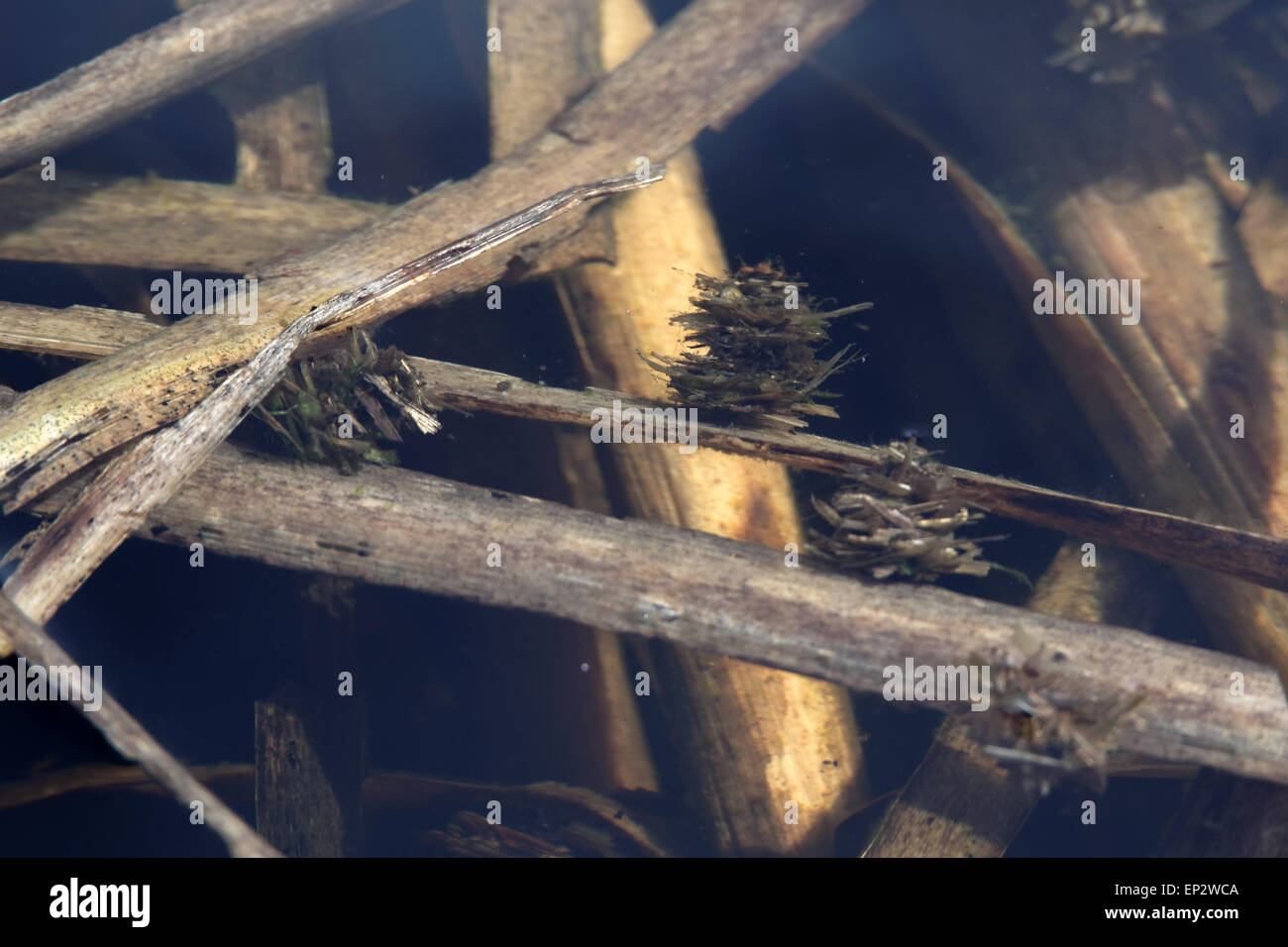 Caddisflies have aquatic larvae and are found in a wide variety of habitats such as streams, rivers, lakes, ponds, spring seeps, Stock Photo