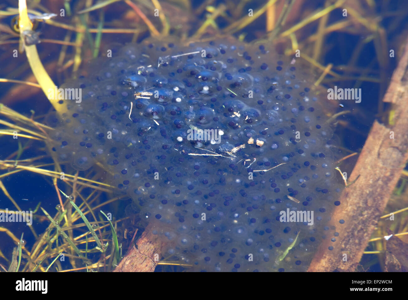 Frogspawn in a little pond, beginning of May Stock Photo
