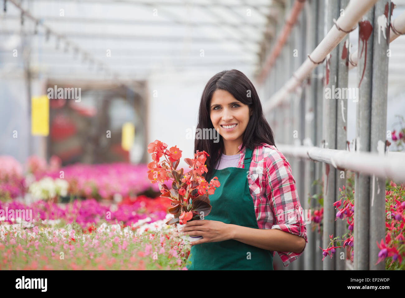 Woman holding a flower working in a greenhouse Stock Photo - Alamy