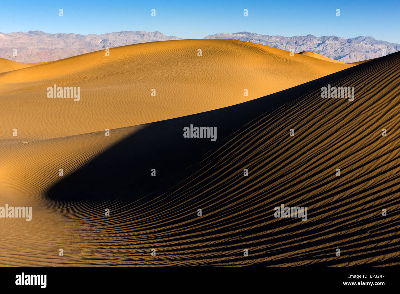Mesquite Sand Dunes in Death Valley National Park in pristine condition the morning after a frequent wind storm. Stock Photo