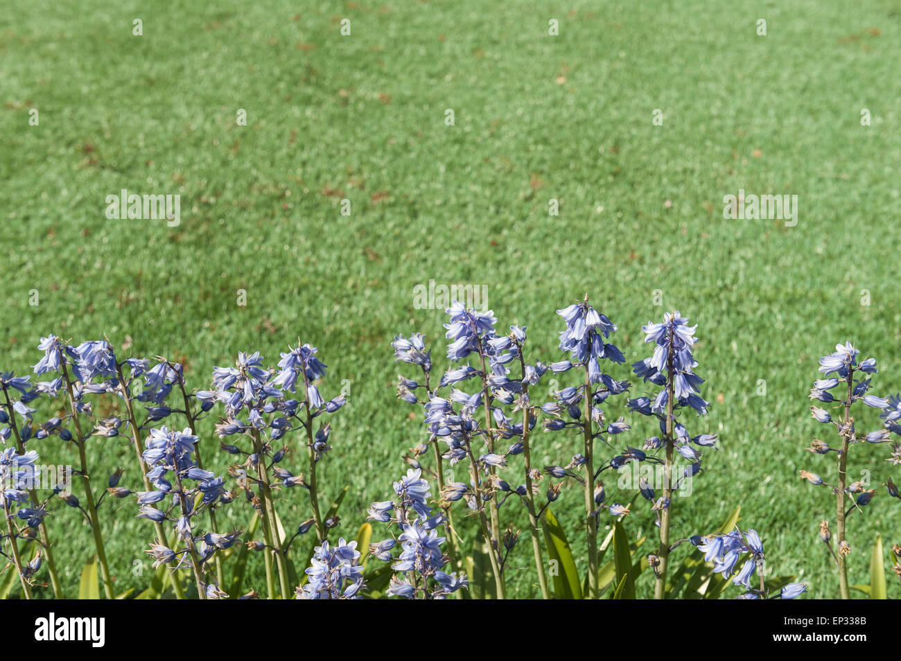 Low maintenance blending in a plastic grass lawn beside patio and flower border no mowing or cutting the lawn quite realistic Stock Photo