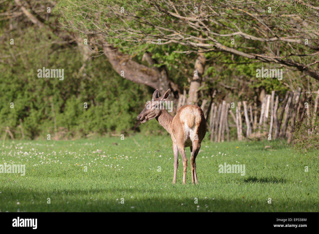 deer grazing grass Stock Photo Alamy