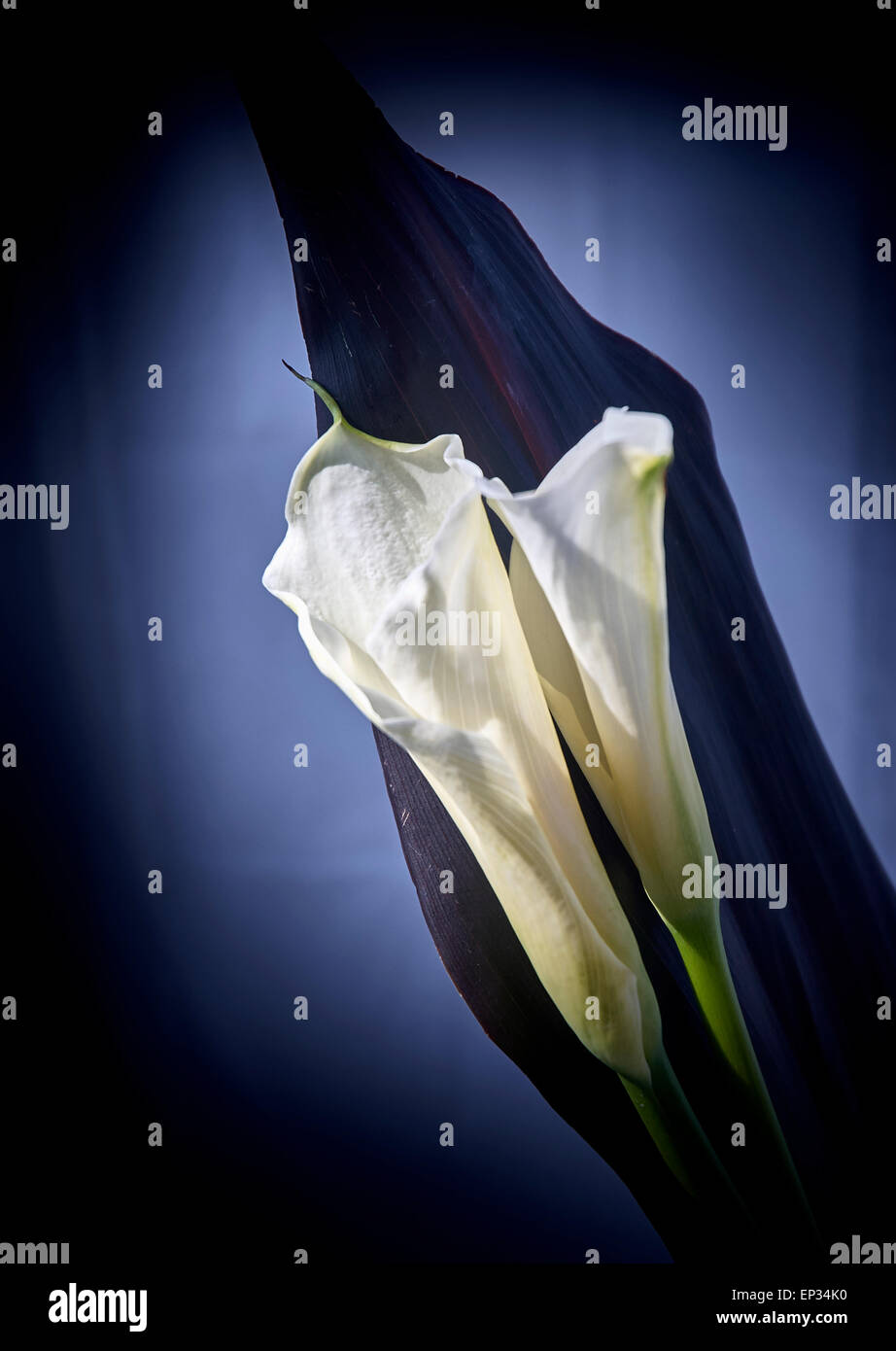 Still life images of lillies Stock Photo - Alamy
